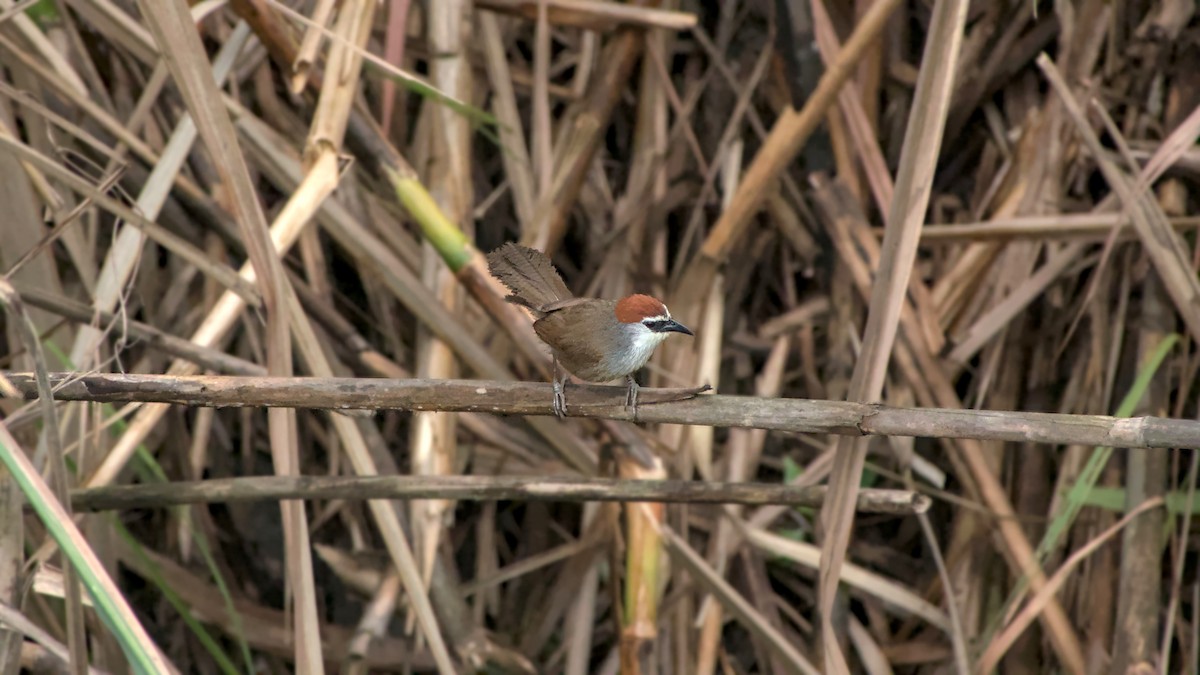 Chestnut-capped Babbler - ML642863109