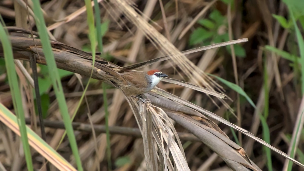 Chestnut-capped Babbler - ML642863110