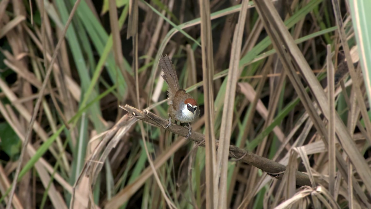 Chestnut-capped Babbler - ML642863111