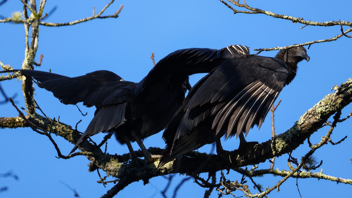 Black Vulture - ML642863112