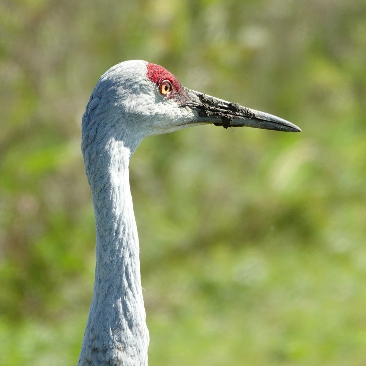 Sandhill Crane - ML642863116