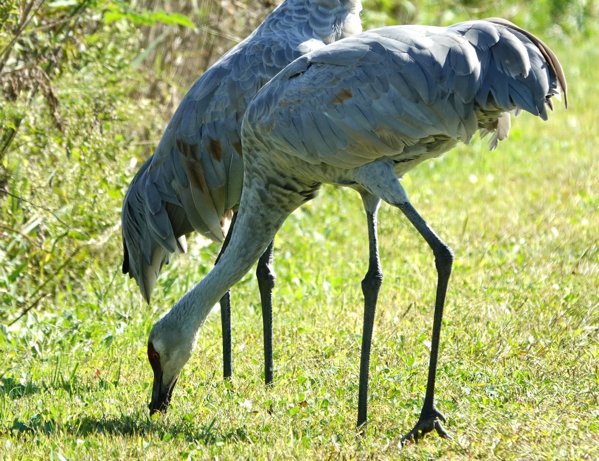 Sandhill Crane - ML642863124