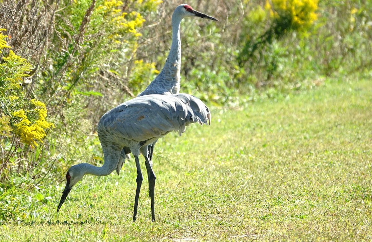 Sandhill Crane - ML642863127
