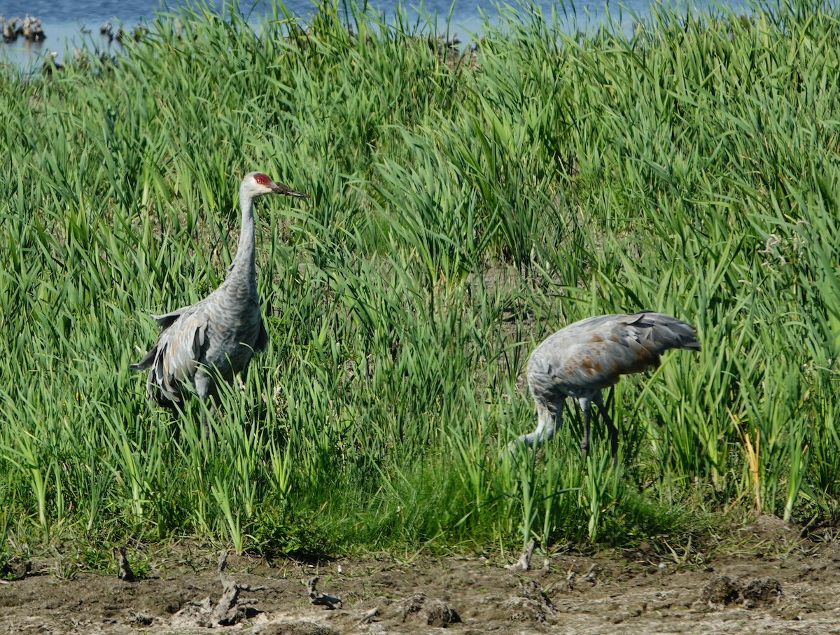 Sandhill Crane - ML642863129