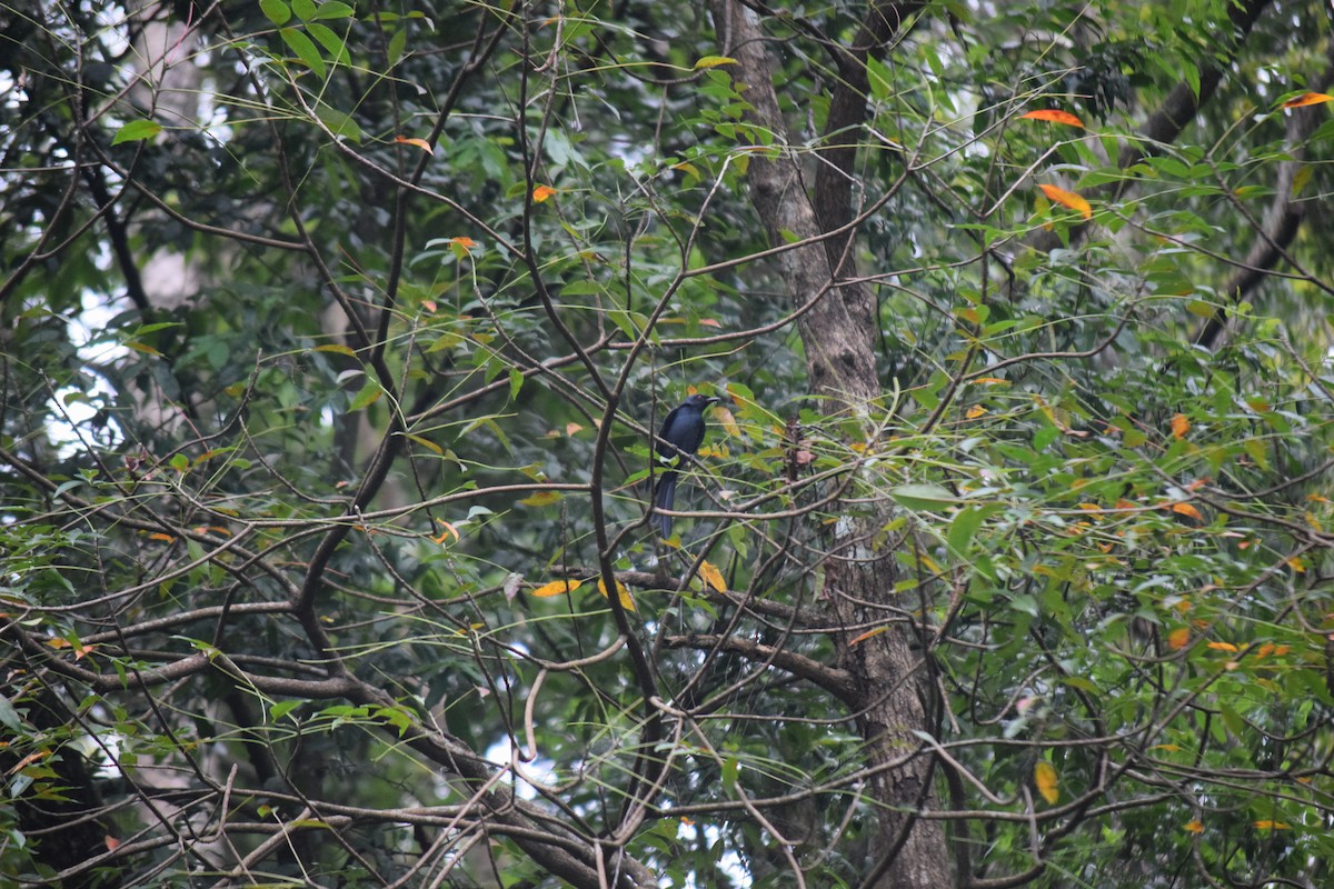 askedrongo - ML642863131