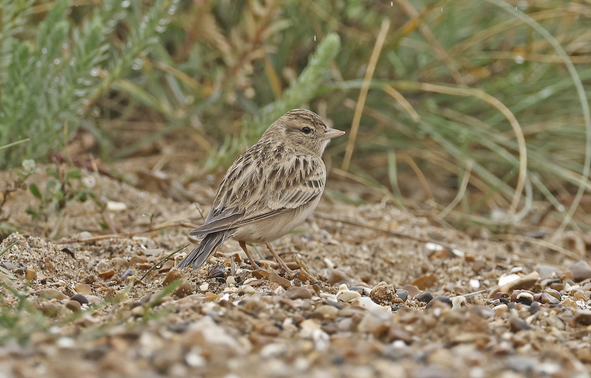 Greater Short-toed Lark - ML642863135