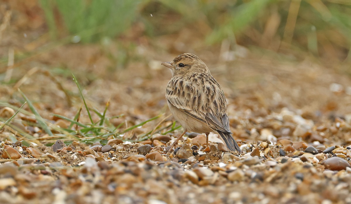 Greater Short-toed Lark - ML642863136
