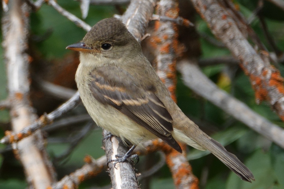 Willow Flycatcher - ML642863138