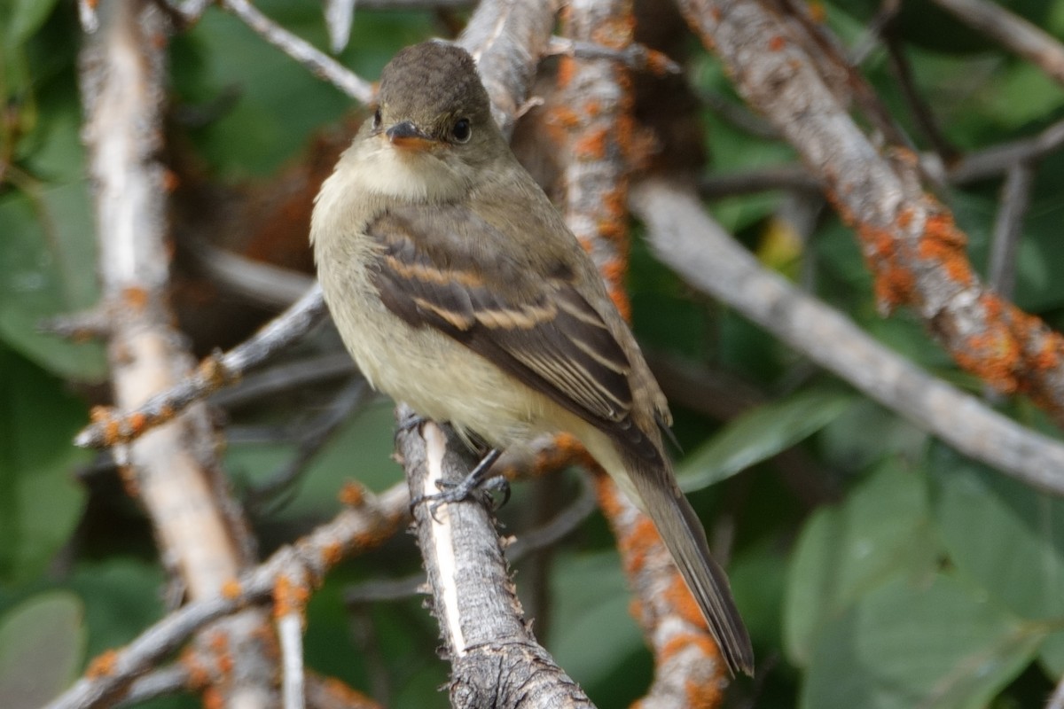 Willow Flycatcher - ML642863139
