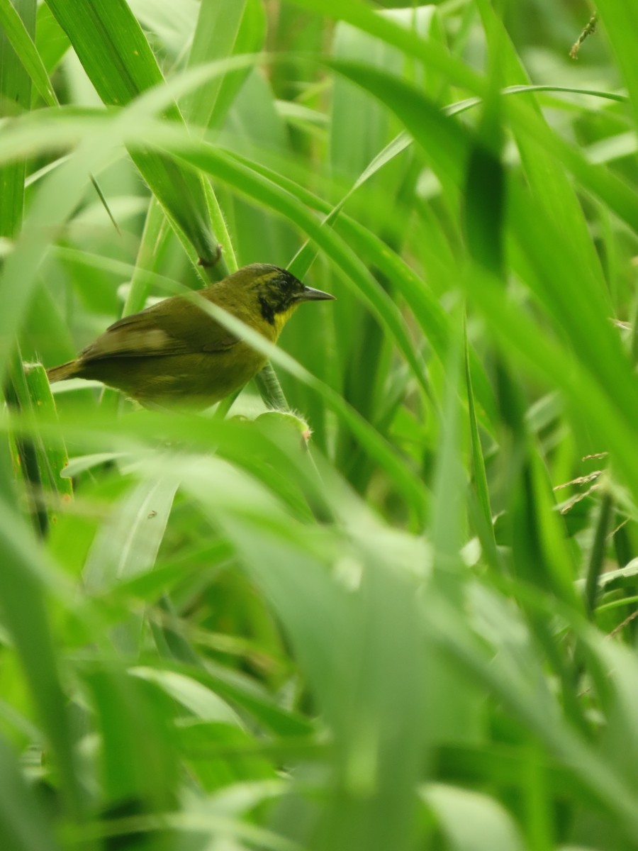 Olive-crowned Yellowthroat - ML642863148