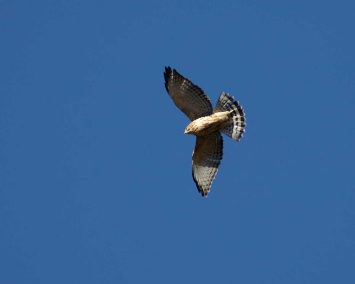 Broad-winged Hawk - ML642863149