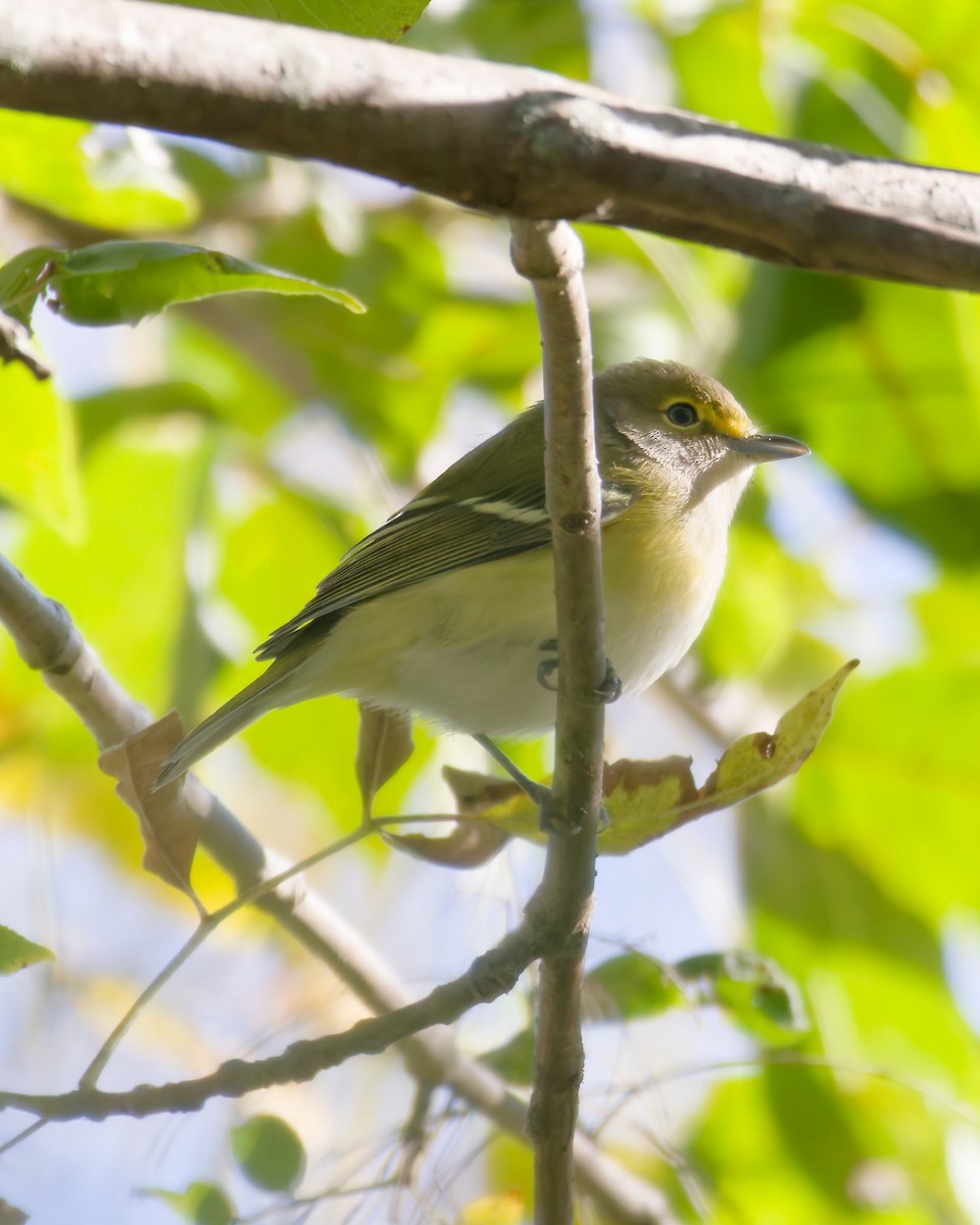 Viréo aux yeux blancs - ML642863150