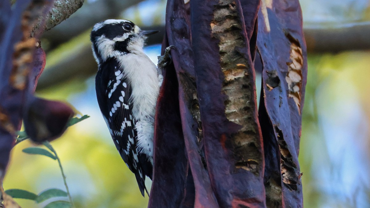 Downy Woodpecker - ML642863152