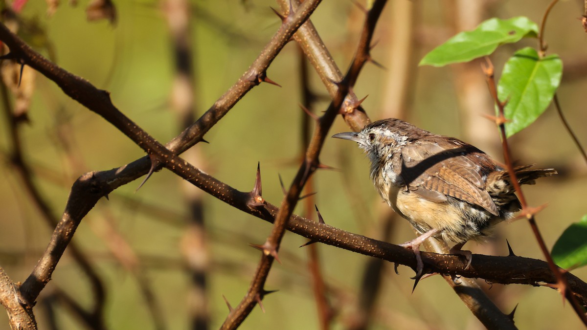 Carolina Wren - ML642863172