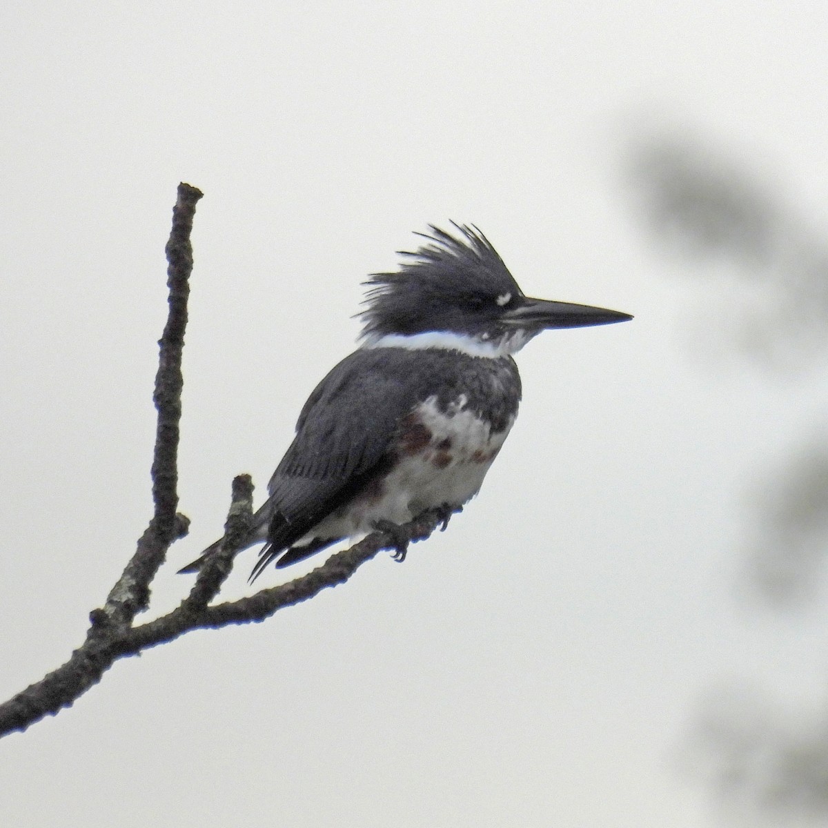 Belted Kingfisher - ML642863175