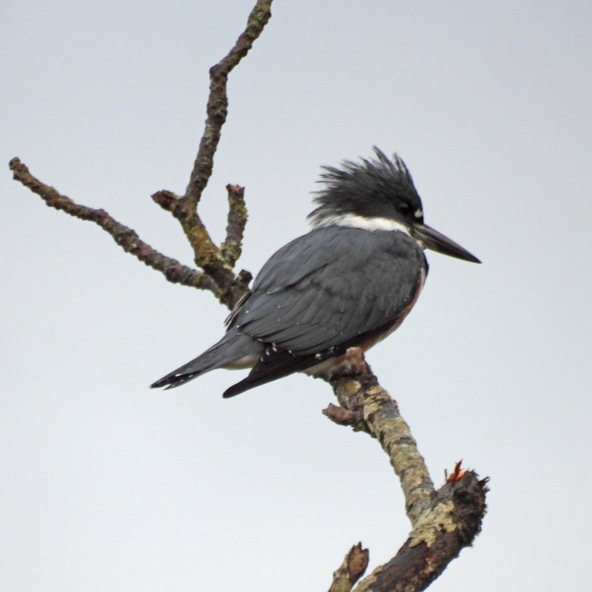 Belted Kingfisher - ML642863176