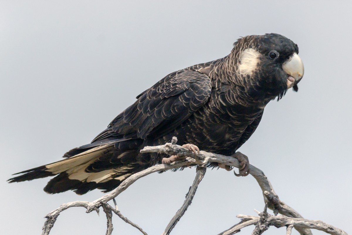 Carnaby's Black-Cockatoo - ML642863177