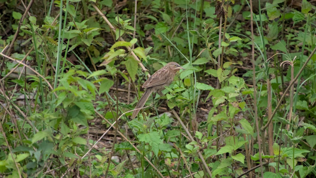 Кратеропа смугастоголова - ML642863178