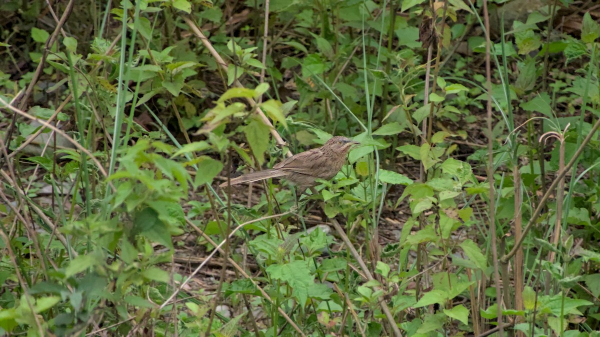 Кратеропа смугастоголова - ML642863179