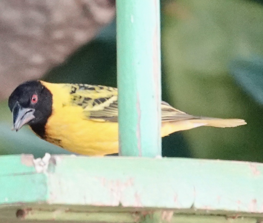 Village Weaver - ML642863191