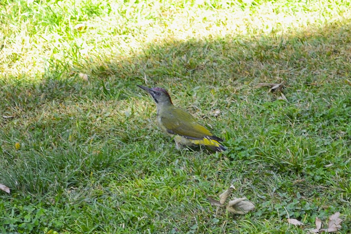 Iberian Green Woodpecker - ML642863208