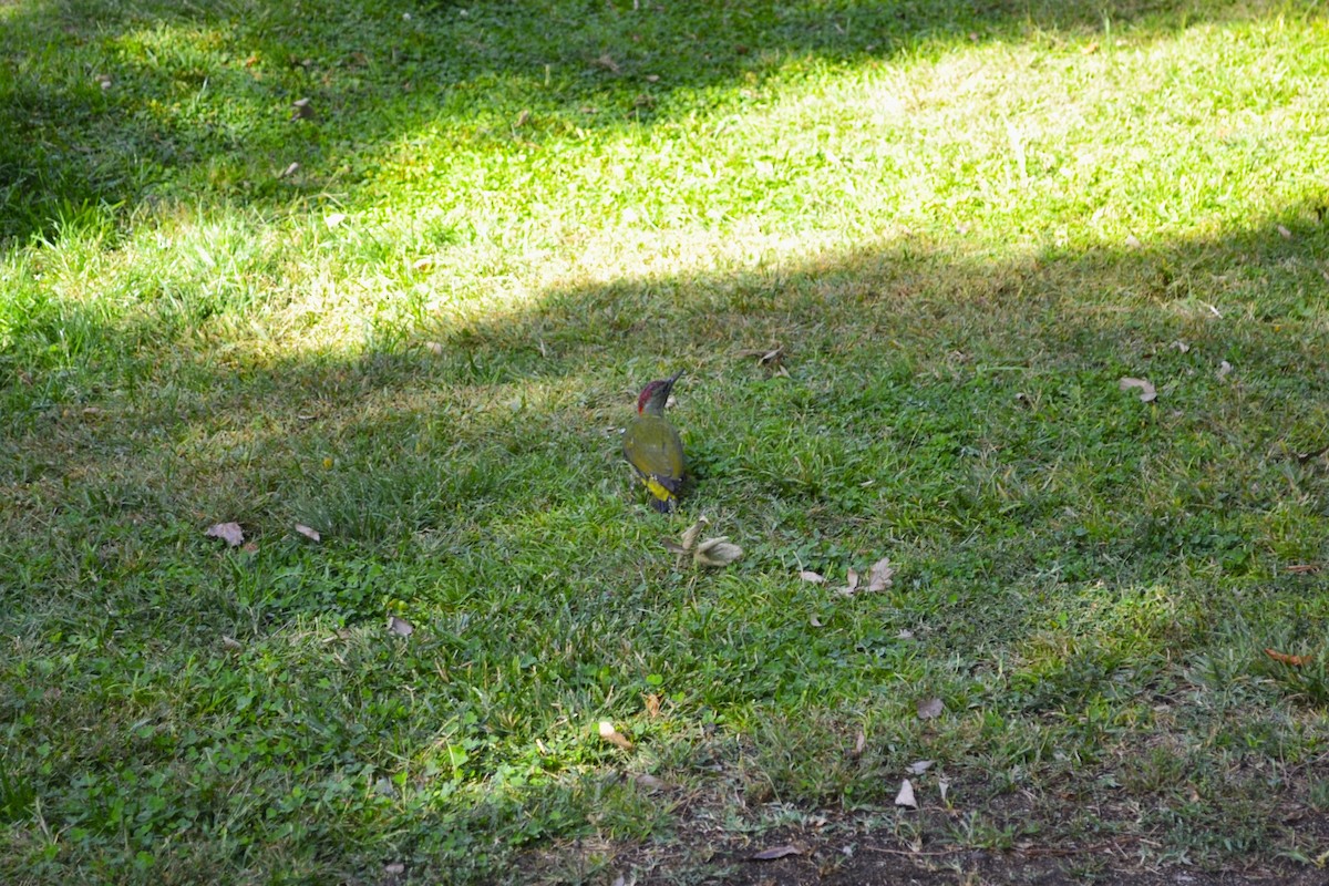 Iberian Green Woodpecker - ML642863212