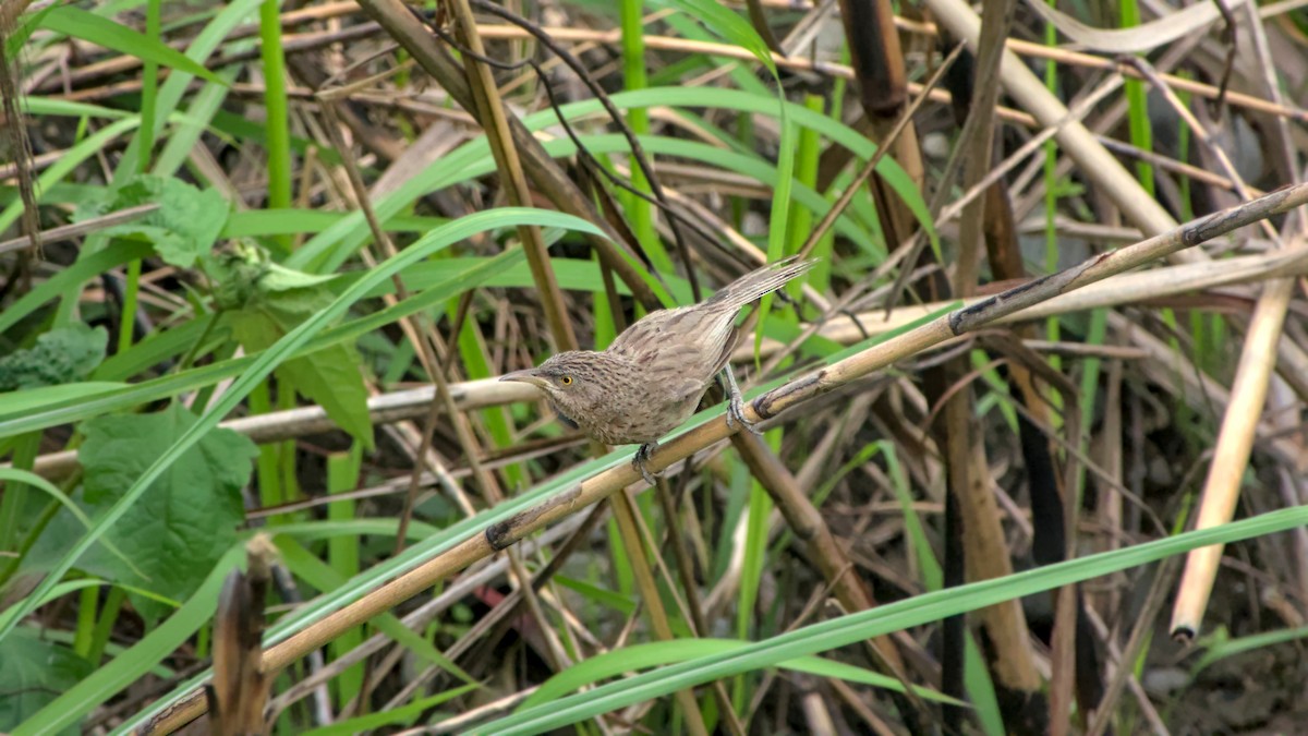 Кратеропа смугастоголова - ML642863215