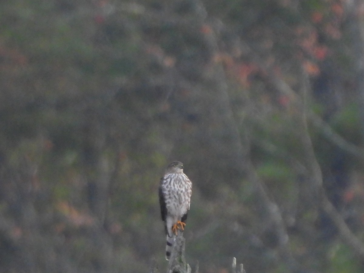 Sharp-shinned Hawk - ML642863216