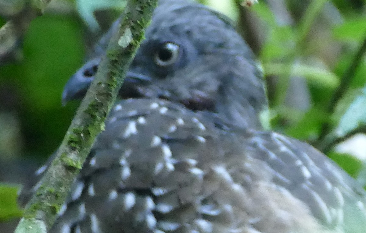 Band-tailed Guan - ML642863236