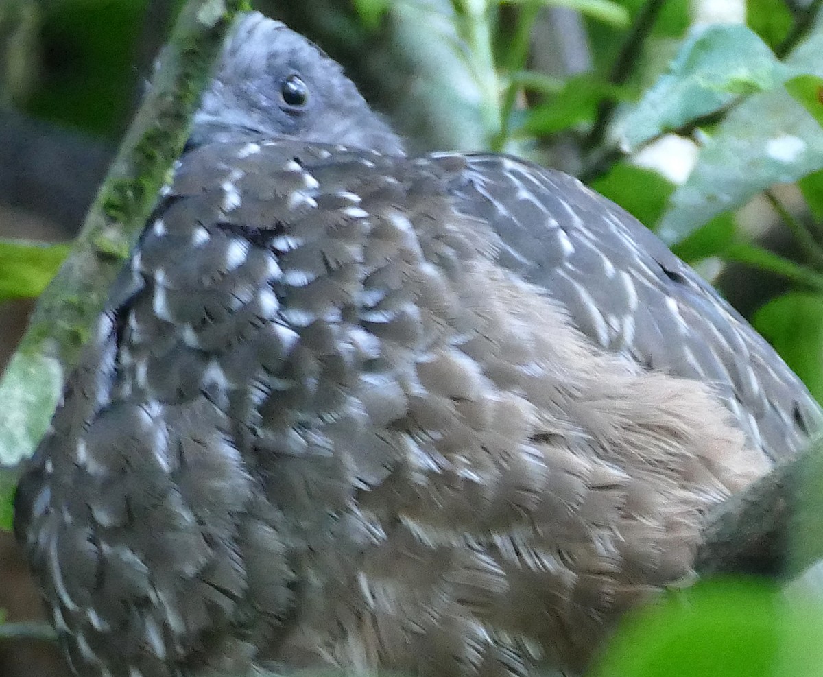 Band-tailed Guan - ML642863237
