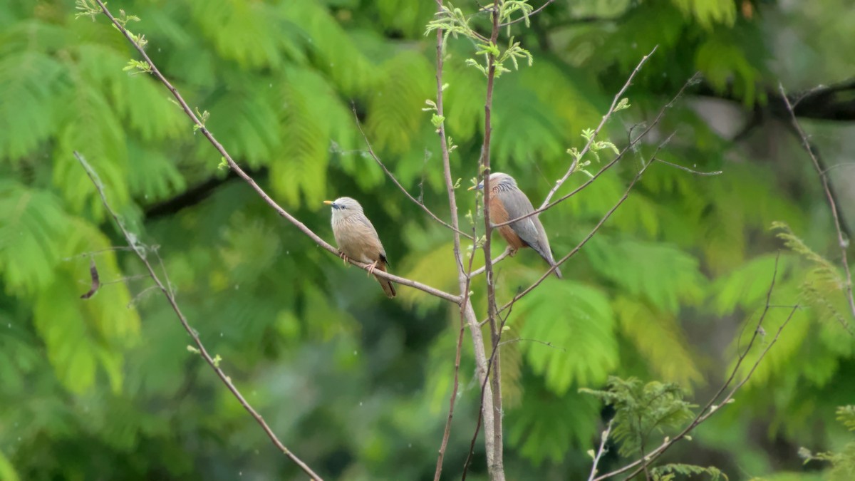 Chestnut-tailed Starling - ML642863238