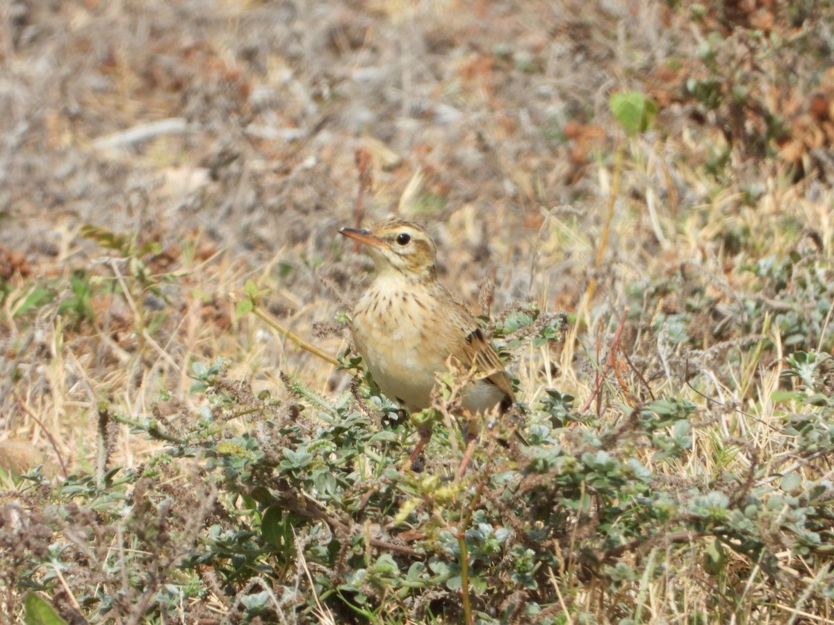 Paddyfield Pipit - ML642863245