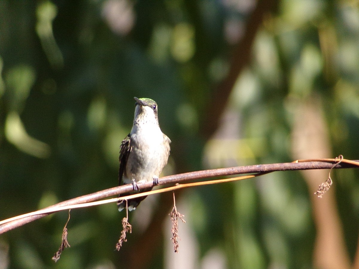 Ruby-throated Hummingbird - ML642863274