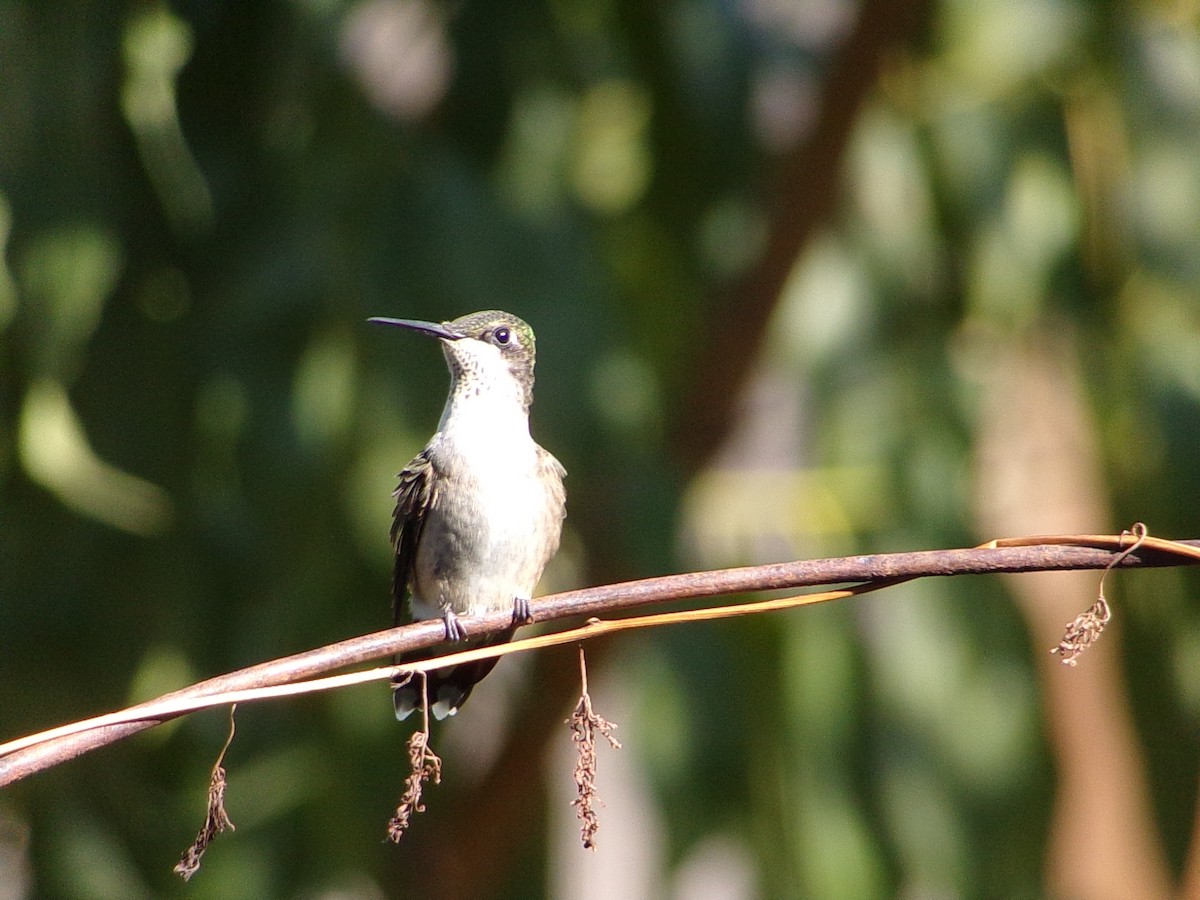 Ruby-throated Hummingbird - ML642863275