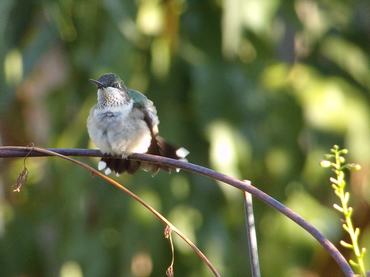 Ruby-throated Hummingbird - ML642863276