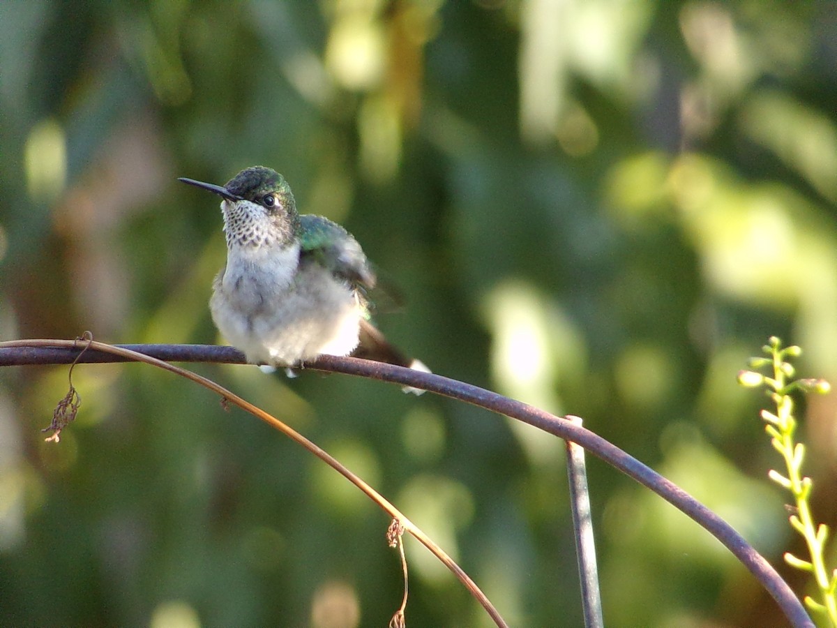 Ruby-throated Hummingbird - ML642863277