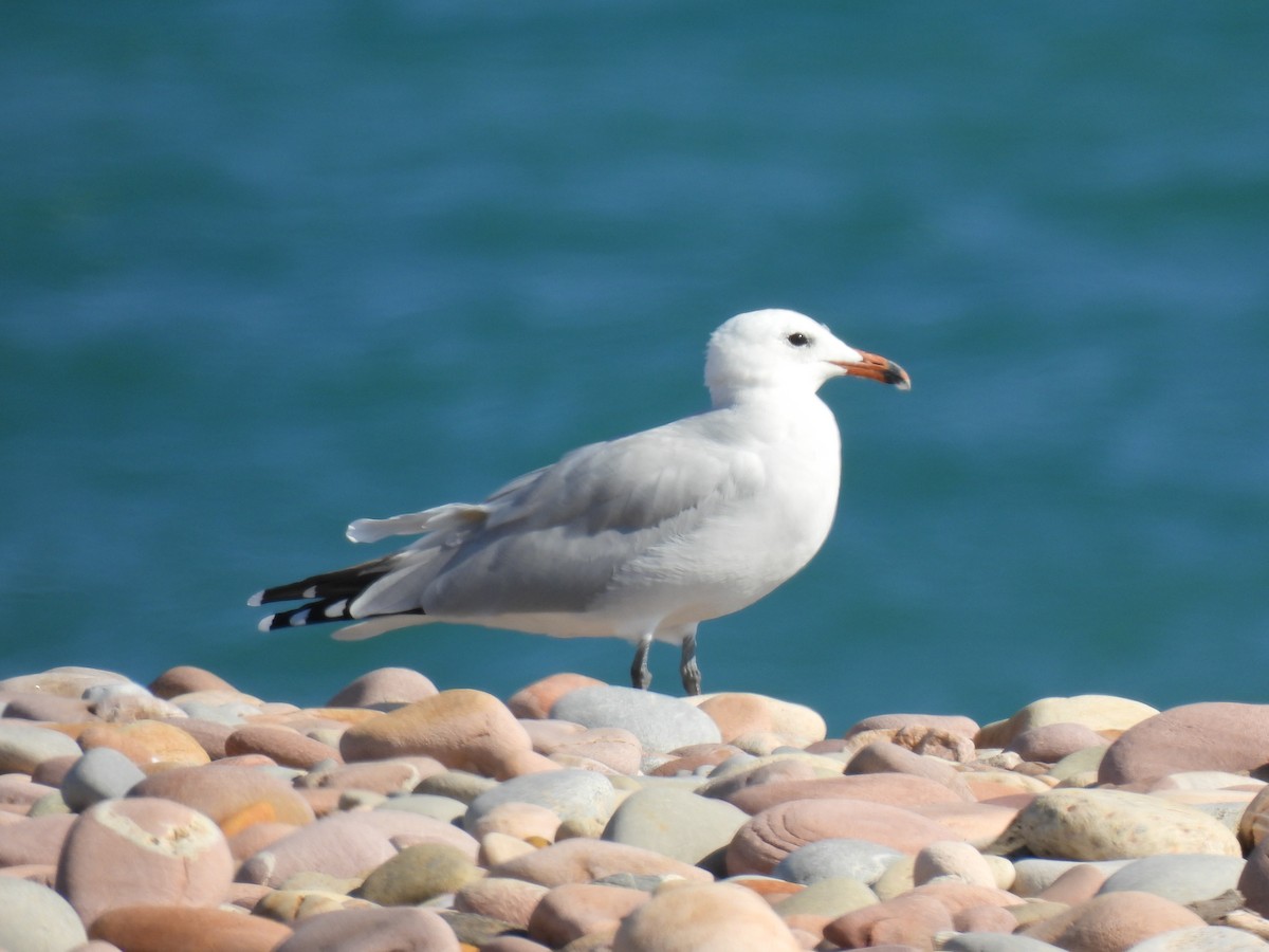Audouin's Gull - ML642863292