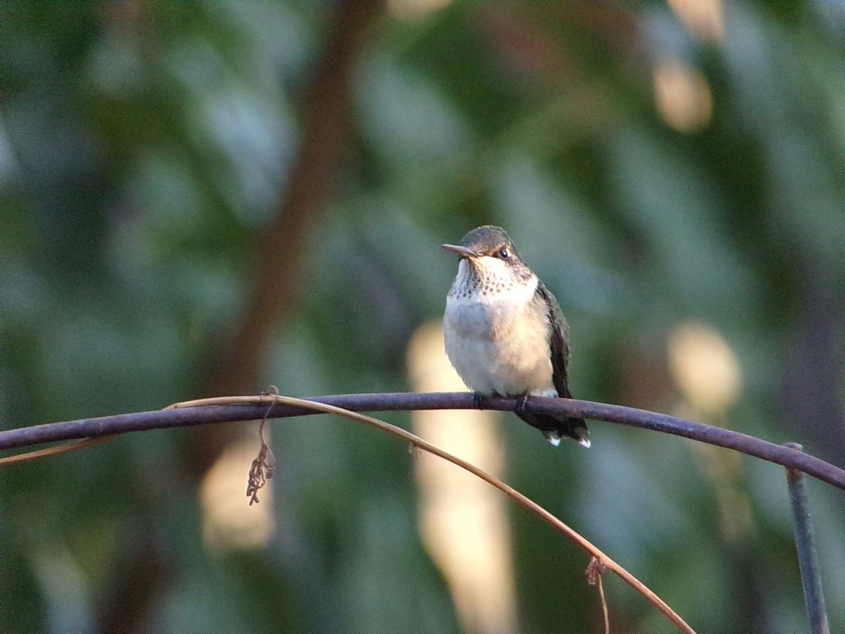 Ruby-throated Hummingbird - ML642863297