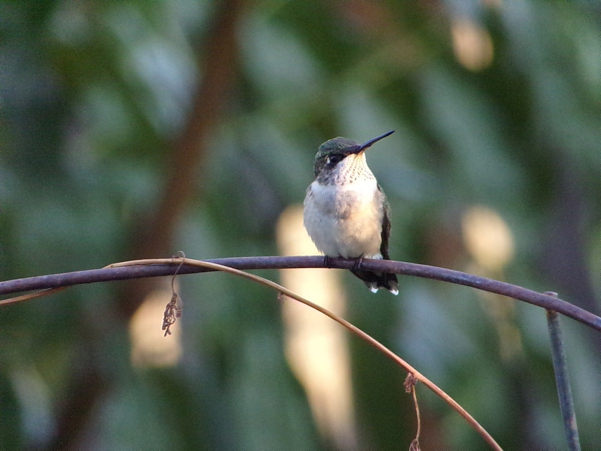 Ruby-throated Hummingbird - ML642863298