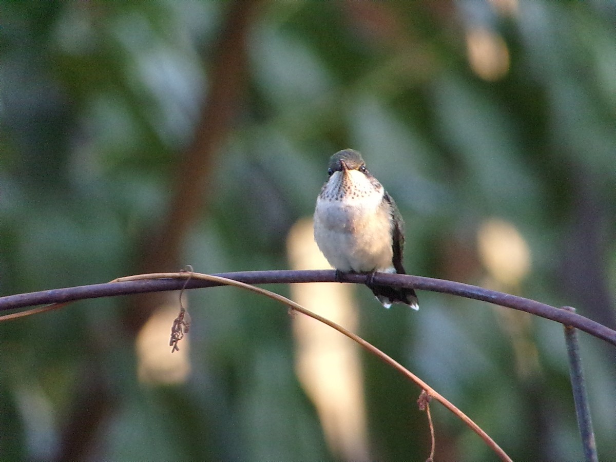 Ruby-throated Hummingbird - ML642863299
