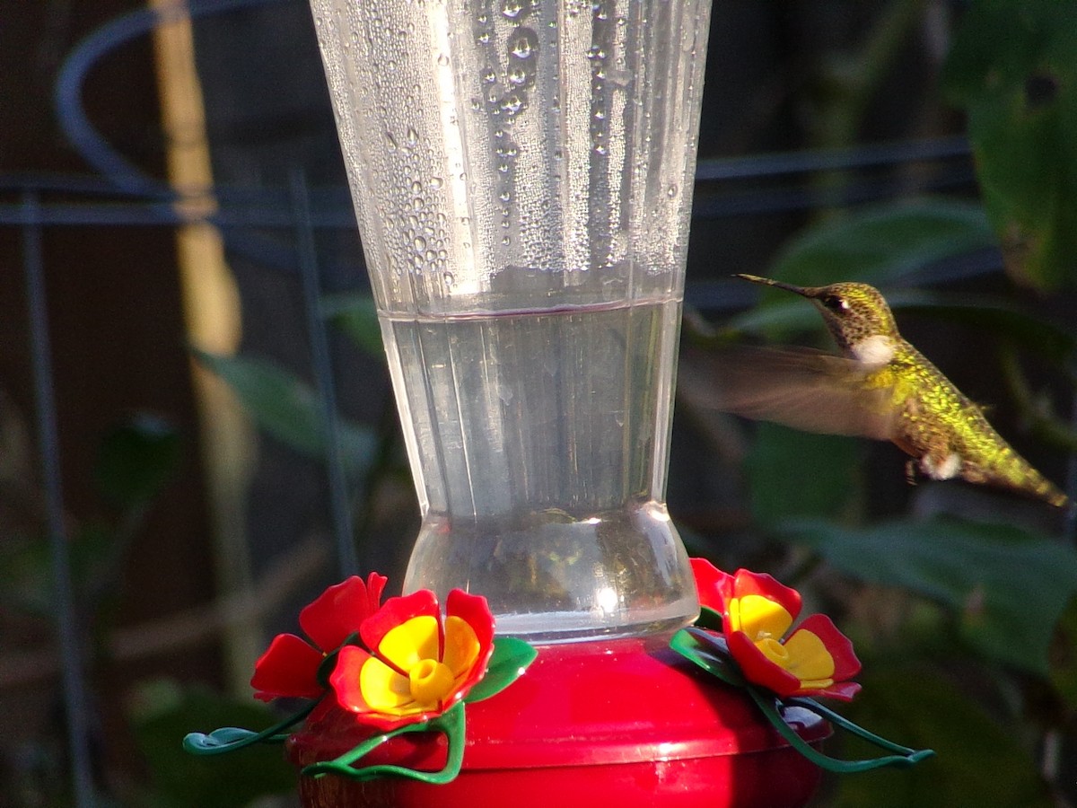 Ruby-throated Hummingbird - ML642863302