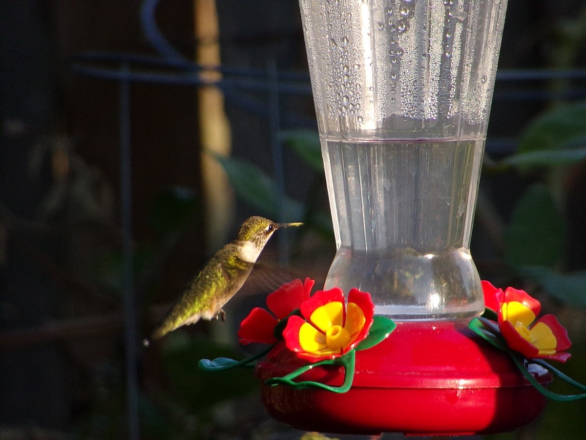 Ruby-throated Hummingbird - ML642863303