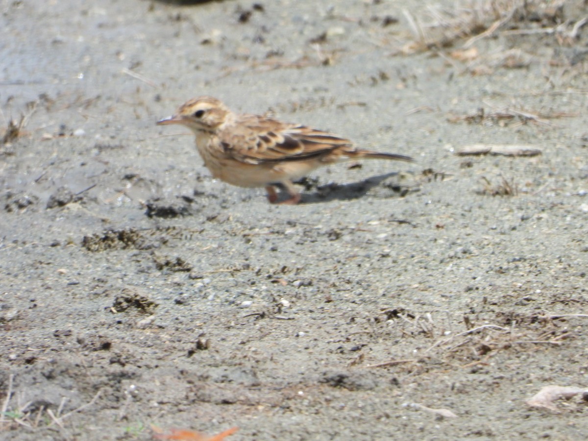 Paddyfield Pipit - ML642863305