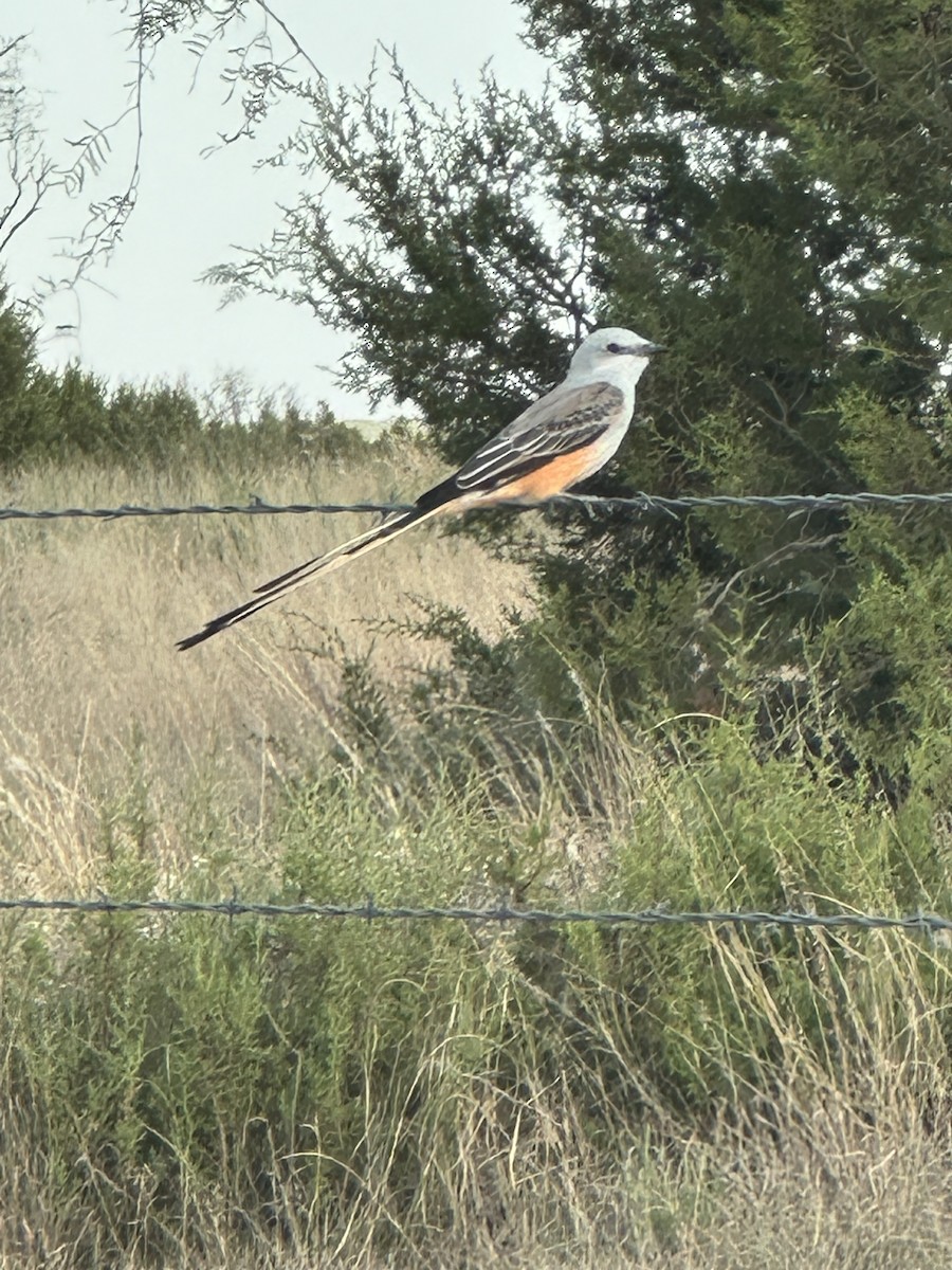 Scissor-tailed Flycatcher - ML642863316