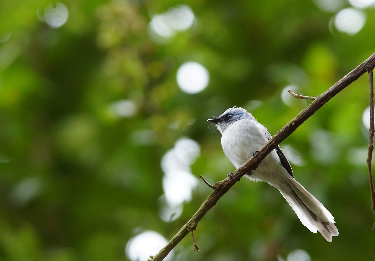 White-tailed Blue Flycatcher - ML642863318
