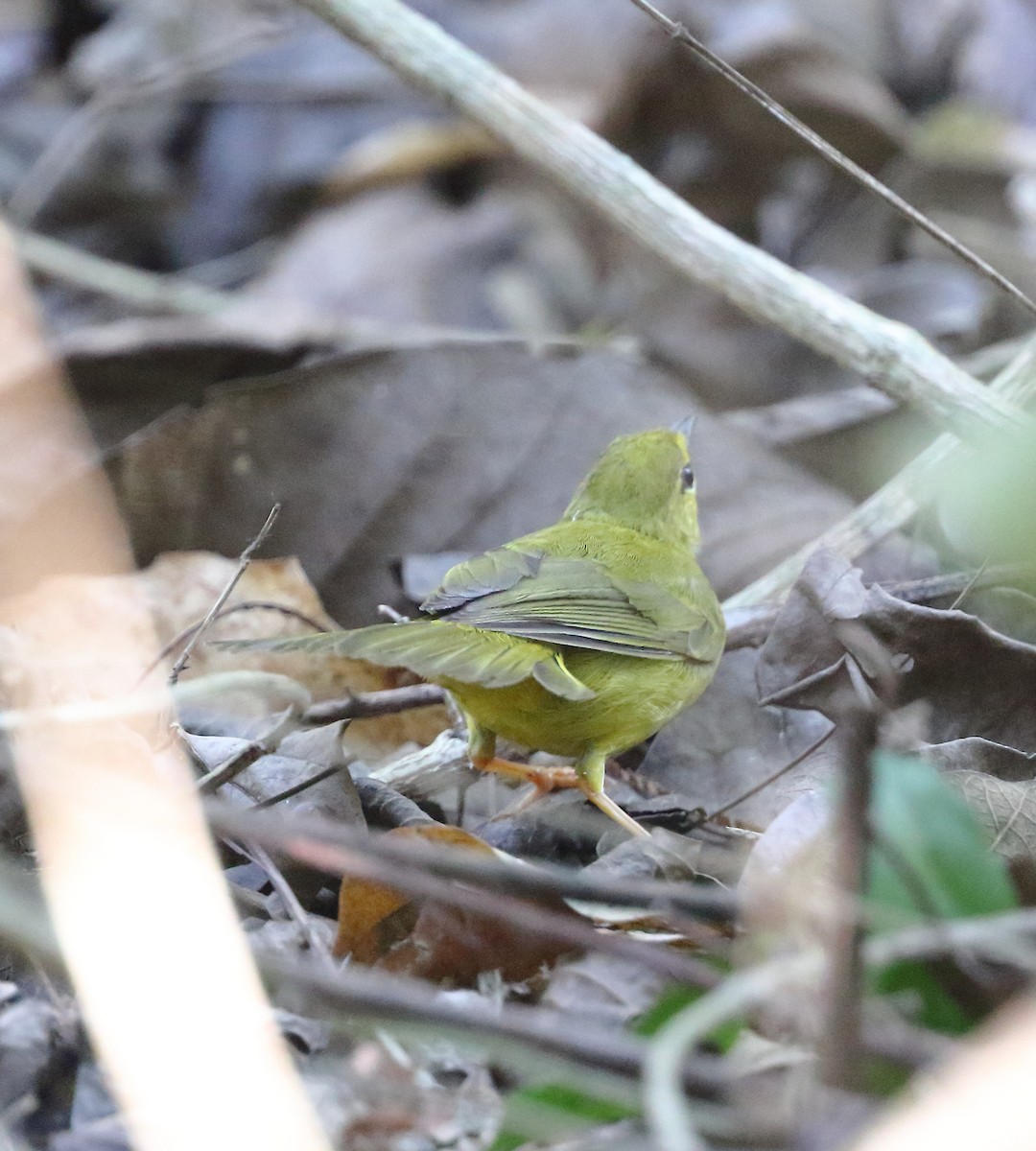 Flavescent Warbler - ML642863329