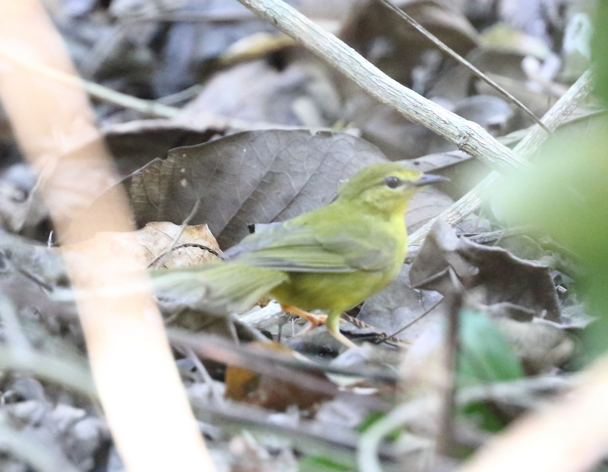 Flavescent Warbler - ML642863334