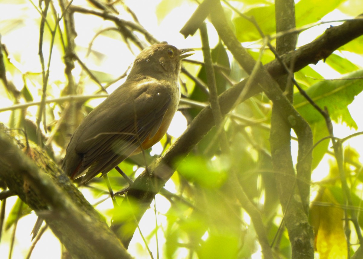 Rufous-bellied Thrush - ML642863336
