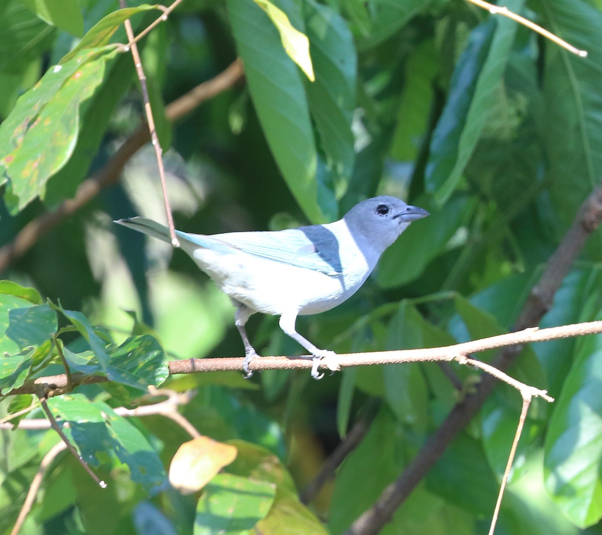 Sayaca Tanager - ML642863337