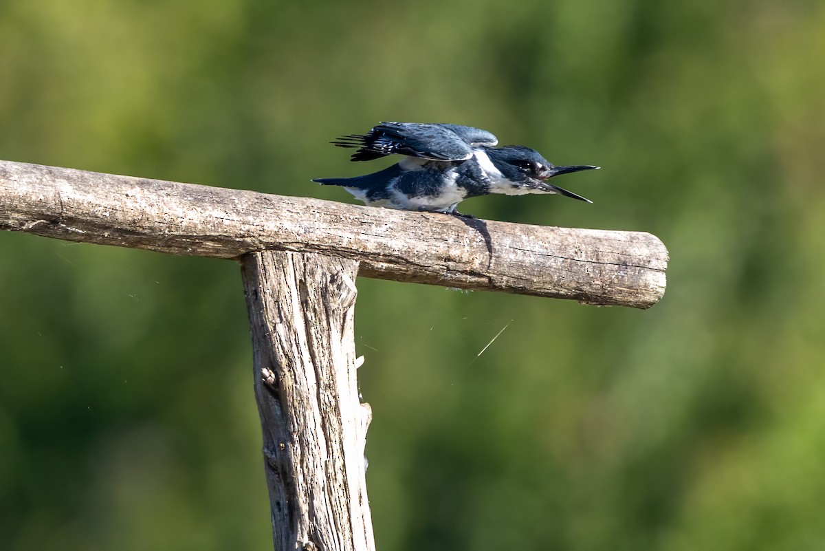 Belted Kingfisher - ML642863350